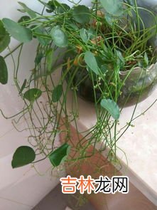 夜合花该如何种植,如何培育夜合花？