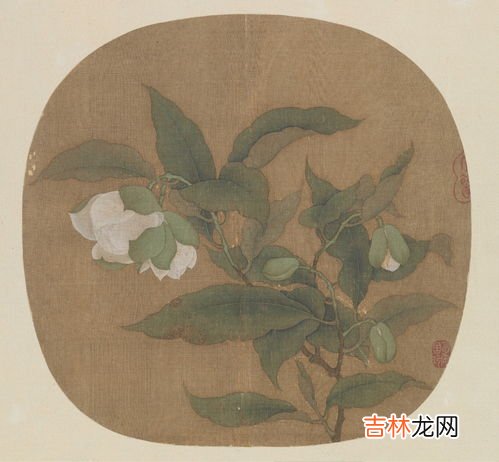 夜合花该如何种植,如何培育夜合花？