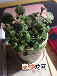 一抹香是什么植物,一摸香是什么？