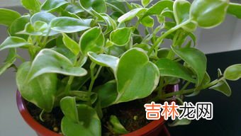 一抹香是什么植物,一摸香是什么？