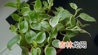 一抹香是什么植物,一摸香是什么？