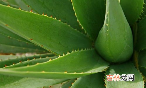芦荟排毒养颜胶囊的功效,吃排毒养颜胶囊的好处是什么?应该注意什么呢?