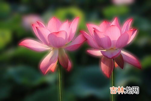 荷花莲花的区别,莲花和荷花的区别