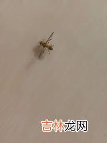 家中都是苍蝇应该如何解决,家里苍蝇太多怎么消灭小妙招