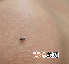 家中都是苍蝇应该如何解决,家里苍蝇太多怎么消灭小妙招