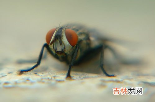 家中都是苍蝇应该如何解决,家里苍蝇太多怎么消灭小妙招