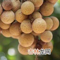 新鲜龙眼外面发霉还能吃吗,外皮发霉的龙眼还能不能吃啊？