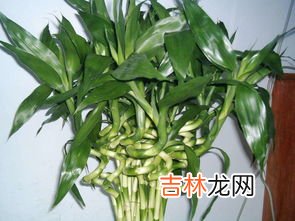 富贵竹除甲醛吗,富贵竹能除甲醛吗?哪些植物可以除甲醛?