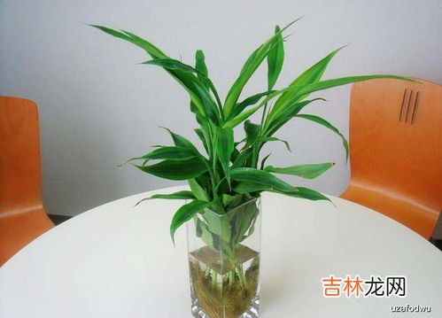 富贵竹除甲醛吗,富贵竹能除甲醛吗?哪些植物可以除甲醛?