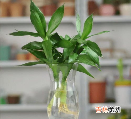 富贵竹除甲醛吗,富贵竹能除甲醛吗?哪些植物可以除甲醛?