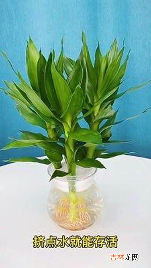 富贵竹除甲醛吗,富贵竹能除甲醛吗?哪些植物可以除甲醛?