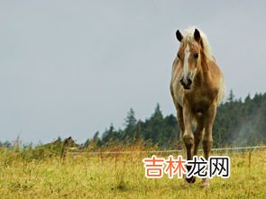 驹指的是什么动物,干里神驹是什么动物