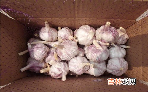 大蒜保存方法,新鲜大蒜怎么长期保存方法