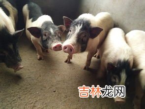 香猪保护基地在什么县,全国唯一的香猪保种基地位于哪里?