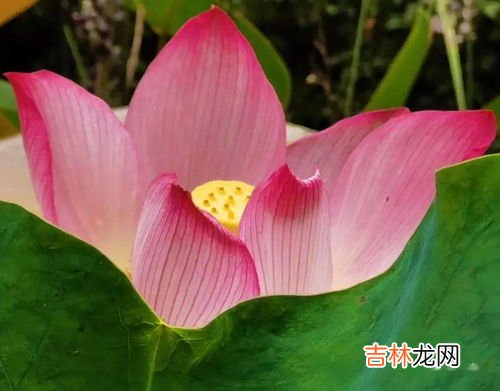富贵包是什么,什么是富贵包？富贵包到底能不能消除？