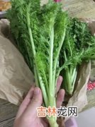 汗菜学名叫什么,惊蛰过后能种汗菜吗？你怎么看？