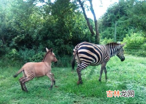 驴子是不是杂交动物,马和驴为什么能交配?