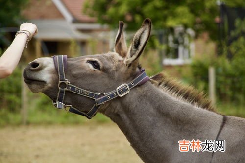 驴子是不是杂交动物,马和驴为什么能交配？
