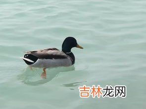 河豚为什么要逆流而上去产卵,河豚逆流而上为什么