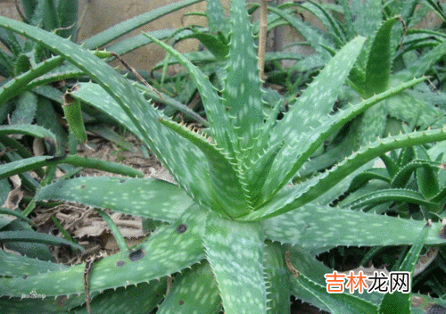 库拉索芦荟可以吃吗,六种可以吃的芦荟品种