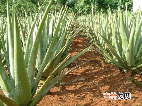 库拉索芦荟可以吃吗,六种可以吃的芦荟品种