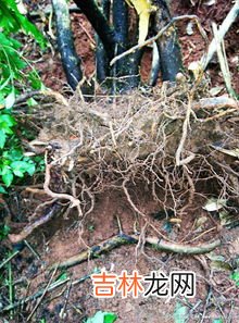 映山红下山桩冬天怎样过冬,映山红在北方冬天可以过冬吗?映山红能在河南室外过冬吗