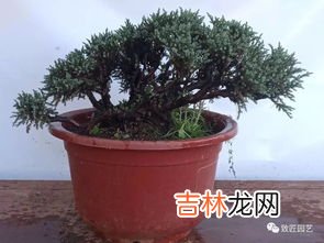 羊蹄甲老桩盆景怎么浇水,云南羊蹄甲下山桩怎么养护