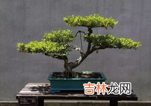 羊蹄甲老桩盆景怎么浇水,云南羊蹄甲下山桩怎么养护