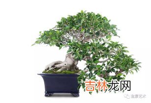 羊蹄甲老桩盆景怎么浇水,云南羊蹄甲下山桩怎么养护