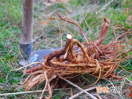 芫花根到底什么价格,芫花有哪些药用价值?芫花的功效与作用