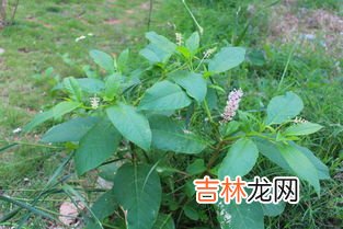 芫花根到底什么价格,芫花有哪些药用价值?芫花的功效与作用