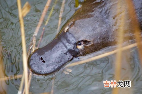 鸭嘴兽生活在哪,鸭嘴兽在哪里生活
