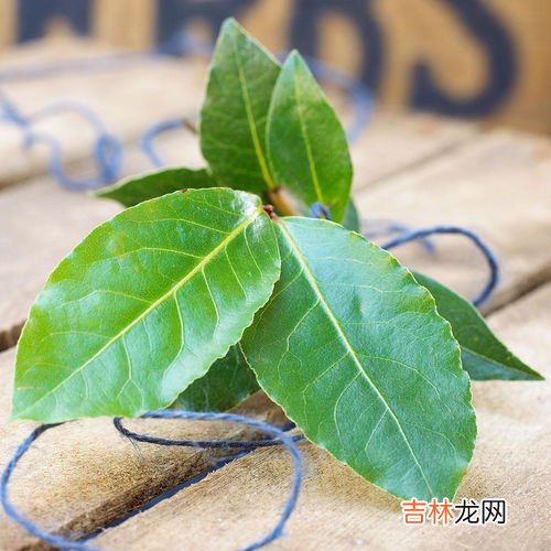 香叶和月桂叶的区别有哪些,月桂叶和香叶的区别 月桂叶和香叶有没有区别