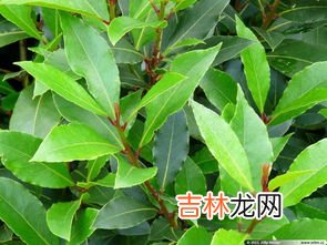 香叶和月桂叶的区别有哪些,月桂叶和香叶的区别 月桂叶和香叶有没有区别