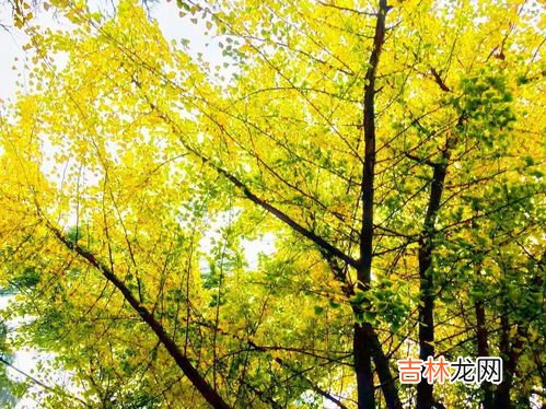 上海天天瑞草银杏叶口服液价格,银杏叶口服液的介绍