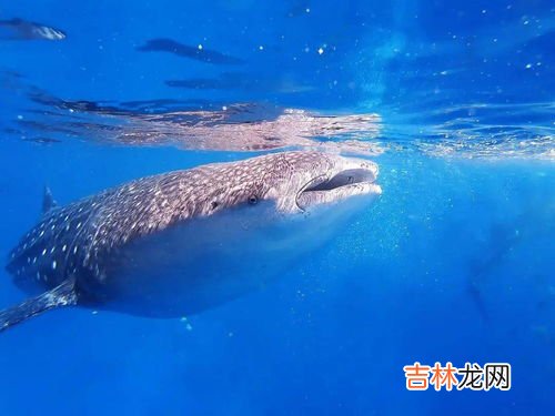 鲨鱼的祖先是,鲨鱼的祖先是什么?