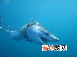 鲨鱼的祖先是,鲨鱼的祖先是什么?