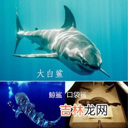 鲨鱼的祖先是,鲨鱼的祖先是什么?