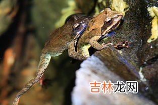 癞蛤蟆小的时候是蝌蚪吗,癞蛤蟆小时候是蝌蚪吗？