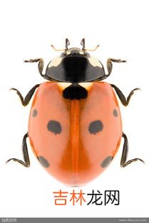 什么动物会怕七星瓢虫,昆虫的天敌有哪些?