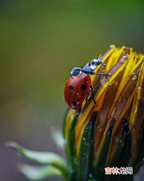 什么动物会怕七星瓢虫,昆虫的天敌有哪些?
