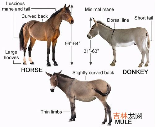骡子分公母吗,骡子有公母之分吗?
