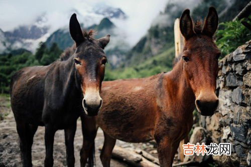 骡子分公母吗,骡子有公母之分吗?