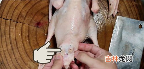 鸭胗是鸭的什么器官,鸭胗指的是什么东西？