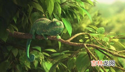 变色龙吃什么食物,变色龙的身体特征是什么?