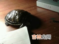 什么动物会吃蟑螂,什么吃蟑螂