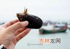 青口贝和海虹有什么区别,海虹指的是青口贝吗？