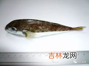 河豚的特点有哪些,河豚到底有多好吃？为何有人会冒着中毒的风险也要吃河豚？
