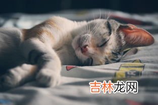 山东话吃猫是啥意思,山东话大猫是啥意思