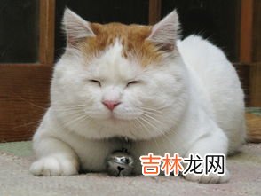 山东话吃猫是啥意思,山东话大猫是啥意思